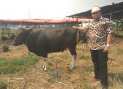 Imbas Covid-19 Terhadap Penjualan Hewan Qurban