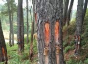 Ini Alasan Masyarakat Tolak Pengelolaan Getah Pinus Gunung Ciremai Oleh Swasta