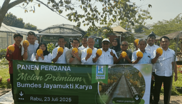 Panen Perdana Melon Premium, Bumdes Jayamukti Karya Siap Kembangkan Agrowisata Edukatif