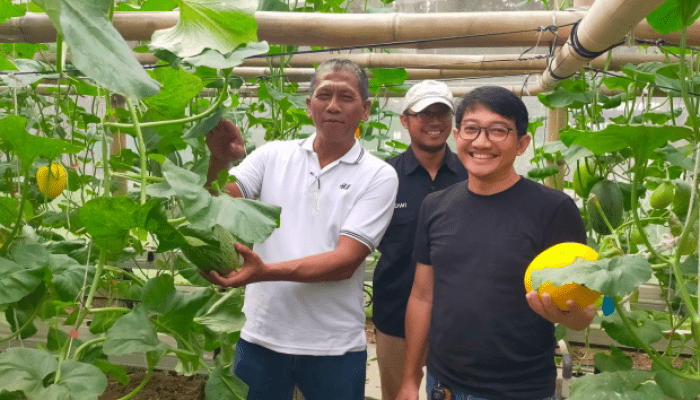 Bumdes Jayamukti Karya Gandeng Zona Hijau Indonesia, Buka Kebun Melon Premium di Botanical Garden Jababeka