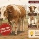 The Hidden Defects: Cacat Hewan yang Bikin Qurban Kamu Jadi “Daging Biasa”